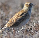 pipit3.JPG