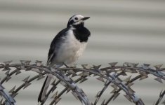 IMG_3924 leucopsis x alboides White Wagtail @RDBT.jpg