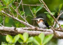 green kingfisher-upload.jpg