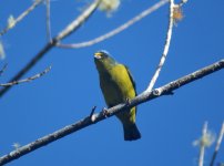 Antillean-Euphonia1.jpg