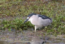 Night-Heron-1694.jpg