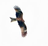 black kite lamma raw GH3 100-300mm_1160969.jpg