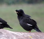 IMG_3133 Crested Myna @ Pui O.JPG