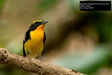 Narcissus Flycatcher 4.jpg