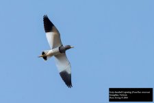 Gray-headed Lapwing.jpg