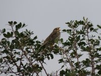 2014.04.19 Corn Bunting.JPG