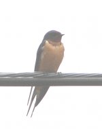 first-barn-swallow-1-4-22-14.jpg