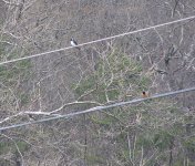 Tree-and-barn-swallows-sharpened-smaller-4-22-14.jpg