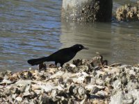 Boat-tailed Grackle.jpg