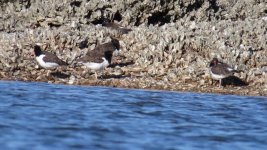 American Oystercatchers.jpg