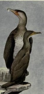 Double crested cormorant.jpg