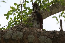 Ivory-billed Woodcreeper_s.jpg