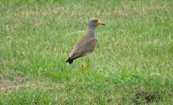 IMG_3609 GH Lapwing @ CLK 3.JPG