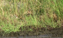 IMG_3620 Swintail Snipe @ CLK.JPG