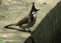 IMG_3627 Crested Bulbul @ RDBT.JPG