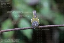 warbler,-ashy-throated002.jpg