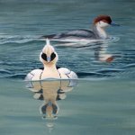 smew_72.jpg