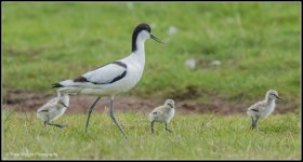 Avocet family 6.jpg