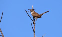 00 IMG_4292 Day 5 Concan Wren.jpg