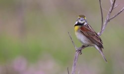 01 IMG_2989  day 4 Attwater Prairie Dickcissel.jpg