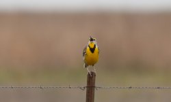 01 IMG_3013 day 4 Attwater Prairie Meadowlark.jpg