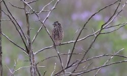 01 IMG_3082 day 4 Attwater Prairie sparrow.jpg