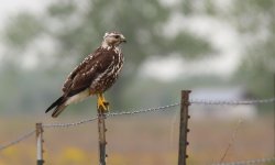 01 IMG_3197 day 4 Attwater Prairie Bird of Prey.jpg