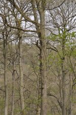 tawny-owl-wyre-forest-04may.jpg