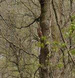 tawny-owl-zoom-wyre-forest-.jpg