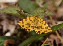 speckled-yellow-wyre-4may14.jpg