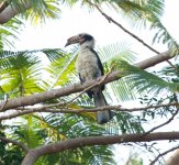 Luzon-Hornbill.jpg