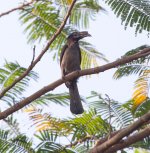 Luzon-Hornbill-Imm-or-female.jpg