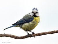 Bluetit - 560mm.jpg