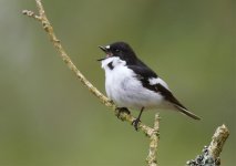 Pied Flycatcher Singing.jpg