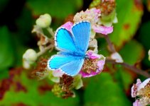 adonis blue resize.jpg