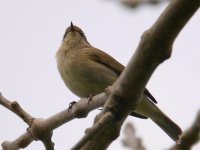 ChiffChaff.jpg