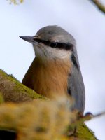 Nuthatch.jpg