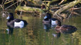 Tufted_Ducks.jpg