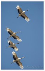 Yancheng%20-%20Red%20Crowned%20Cranes%20%234-X2.jpg