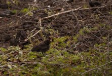 Darwin's Finch 2.jpg