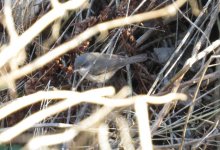 CHIFFCHAFF 109.jpg