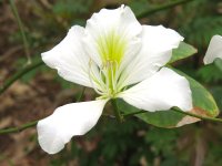 IMG_4377 Bauhinia @ RDBT.JPG