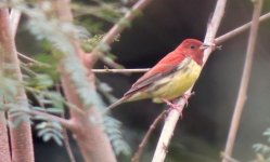 IMG_4393 Chestnut Bunting @ RDBT.JPG