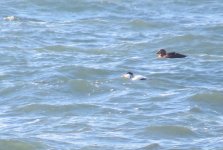 king eider female 016.jpg