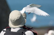 Arctic-Tern-(68)-copy-web.jpg