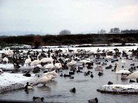 slimbridge1.1web.jpg