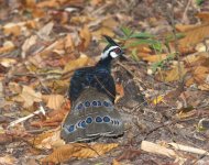 Palawan-Peacock-Pheasant-smaller.jpg