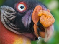 King Vulture.jpg