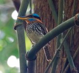 Spotted-Wood-Kingfisher.jpg