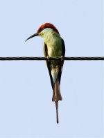 Red-caped-Bee-eater2.jpg